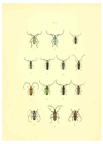 Reproducción/Reproduction 6008709354: Musée entomologique illustré t.1 Paris :Rothschild,1876-1878