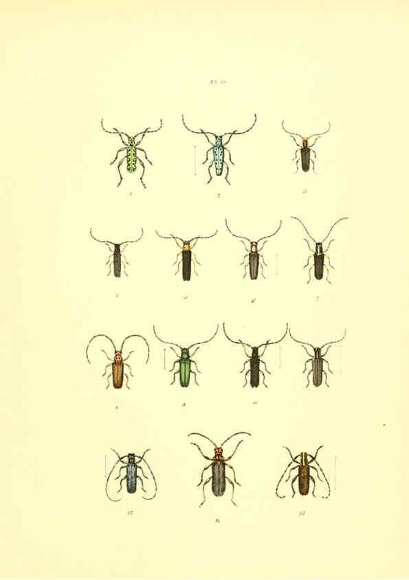 Reproducción/Reproduction 6008709354: Musée entomologique illustré t.1 Paris :Rothschild,1876-1878