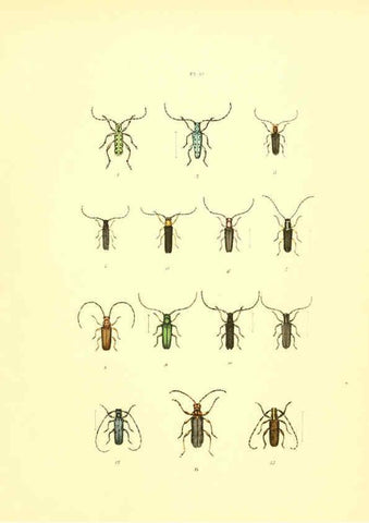 Reproducción/Reproduction 6008709354: Musée entomologique illustré t.1 Paris :Rothschild,1876-1878