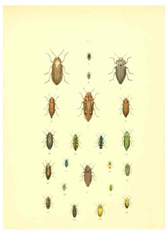 Reproducción/Reproduction 6008158181: Musée entomologique illustré t.1 Paris :Rothschild,1876-1878