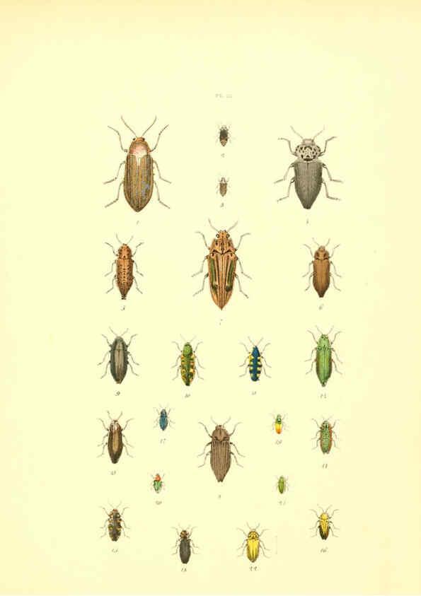Reproducción/Reproduction 6008158181: Musée entomologique illustré t.1 Paris :Rothschild,1876-1878