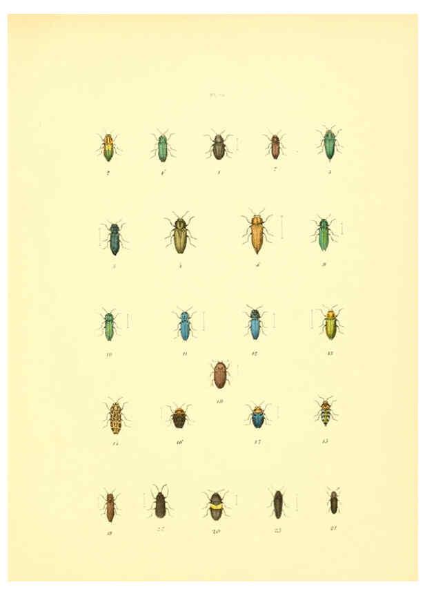 Reproducción/Reproduction 6008158463: Musée entomologique illustré t.1 Paris :Rothschild,1876-1878