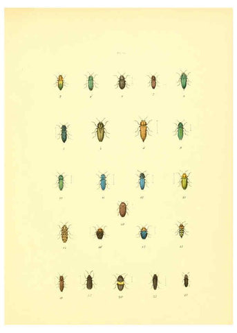 Reproducción/Reproduction 6008158463: Musée entomologique illustré t.1 Paris :Rothschild,1876-1878