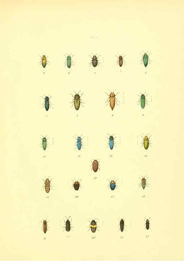 Reproducción/Reproduction 6008158463: Musée entomologique illustré t.1 Paris :Rothschild,1876-1878