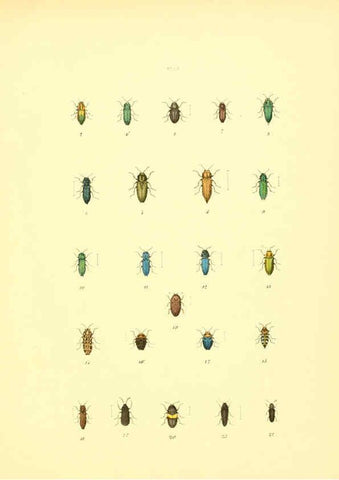 Reproducción/Reproduction 6008158463: Musée entomologique illustré t.1 Paris :Rothschild,1876-1878