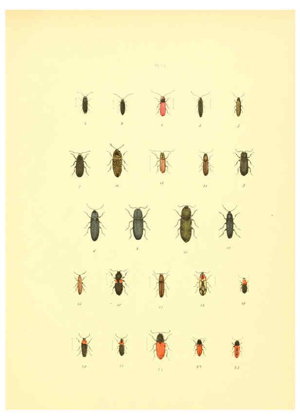 Reproducción/Reproduction 6008158695: Musée entomologique illustré t.1 Paris :Rothschild,1876-1878