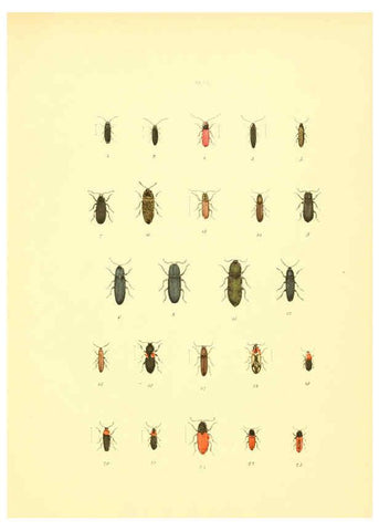 Reproducción/Reproduction 6008158695: Musée entomologique illustré t.1 Paris :Rothschild,1876-1878