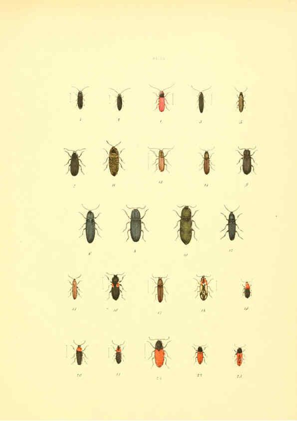 Reproducción/Reproduction 6008158695: Musée entomologique illustré t.1 Paris :Rothschild,1876-1878