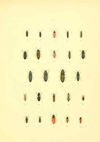 Reproducción/Reproduction 6008158695: Musée entomologique illustré t.1 Paris :Rothschild,1876-1878
