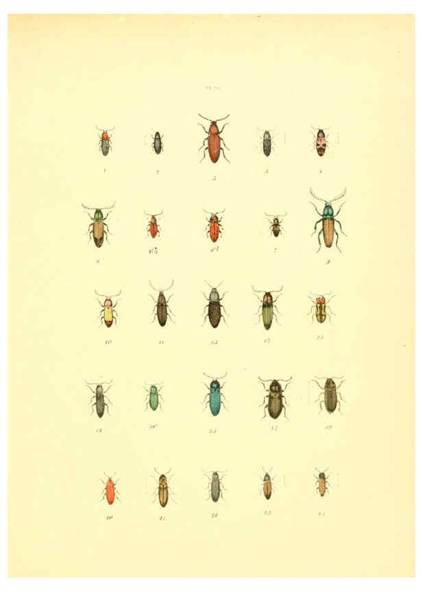 Reproducción/Reproduction 6008706092: Musée entomologique illustré t.1 Paris :Rothschild,1876-1878