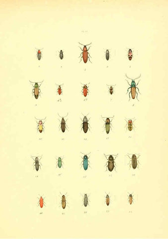Reproducción/Reproduction 6008706092: Musée entomologique illustré t.1 Paris :Rothschild,1876-1878