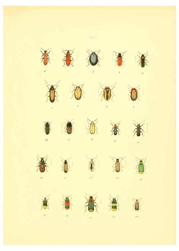 Reproducción/Reproduction 6008159061: Musée entomologique illustré t.1 Paris :Rothschild,1876-1878