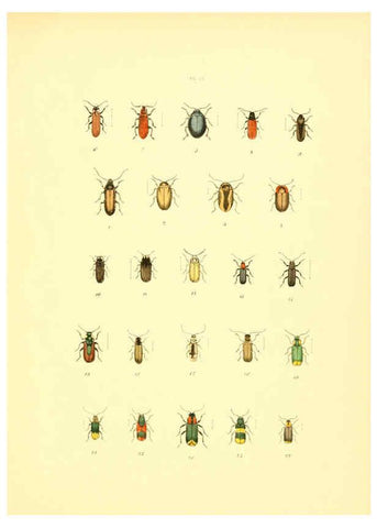 Reproducción/Reproduction 6008159061: Musée entomologique illustré t.1 Paris :Rothschild,1876-1878