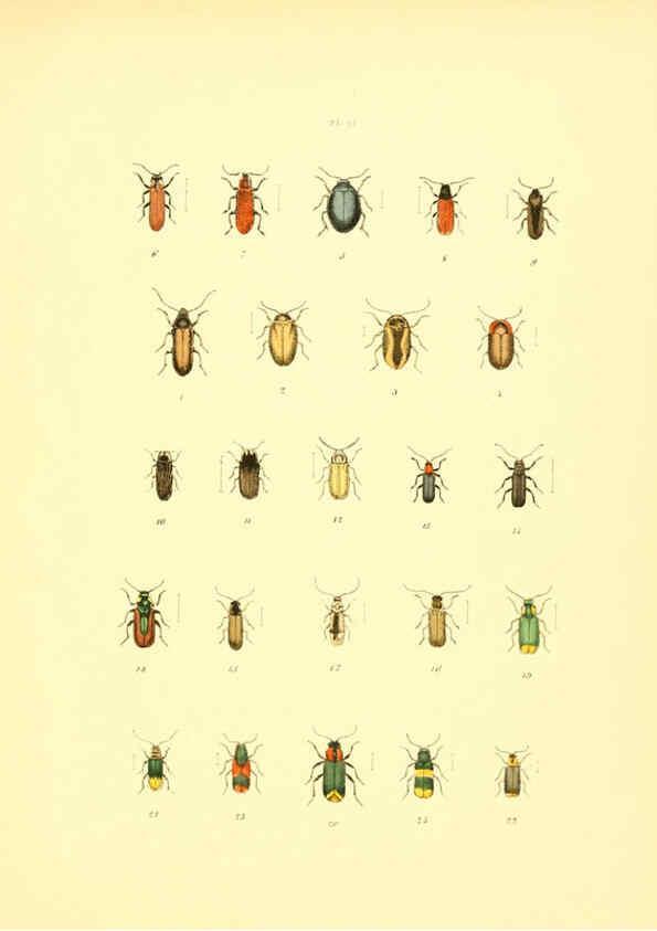 Reproducción/Reproduction 6008159061: Musée entomologique illustré t.1 Paris :Rothschild,1876-1878