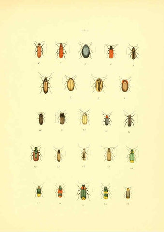 Reproducción/Reproduction 6008159061: Musée entomologique illustré t.1 Paris :Rothschild,1876-1878