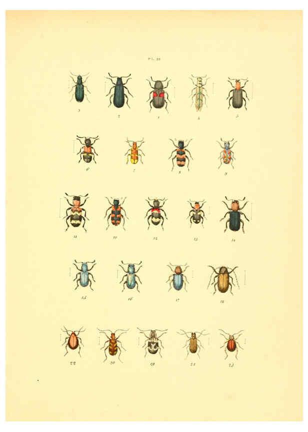 Reproducción/Reproduction 6008159297: Musée entomologique illustré t.1 Paris :Rothschild,1876-1878