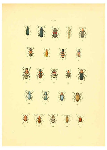 Reproducción/Reproduction 6008159297: Musée entomologique illustré t.1 Paris :Rothschild,1876-1878