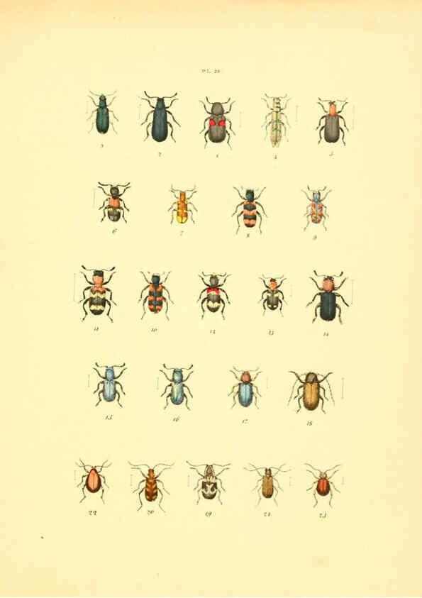Reproducción/Reproduction 6008159297: Musée entomologique illustré t.1 Paris :Rothschild,1876-1878