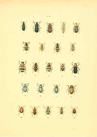 Reproducción/Reproduction 6008159297: Musée entomologique illustré t.1 Paris :Rothschild,1876-1878