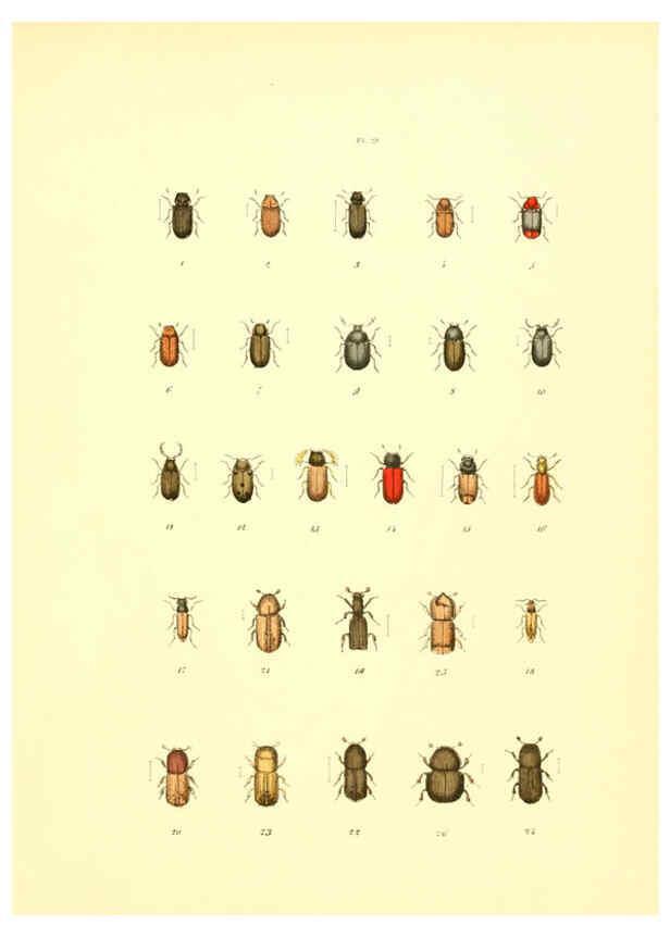 Reproducción/Reproduction 6008706708: Musée entomologique illustré t.1 Paris :Rothschild,1876-1878