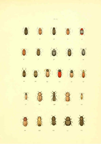 Reproducción/Reproduction 6008706708: Musée entomologique illustré t.1 Paris :Rothschild,1876-1878
