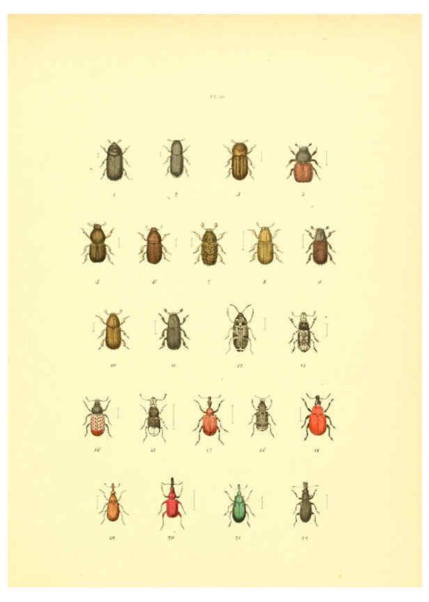 Reproducción/Reproduction 6008159669: Musée entomologique illustré t.1 Paris :Rothschild,1876-1878