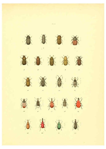 Reproducción/Reproduction 6008159669: Musée entomologique illustré t.1 Paris :Rothschild,1876-1878