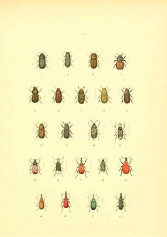 Reproducción/Reproduction 6008159669: Musée entomologique illustré t.1 Paris :Rothschild,1876-1878