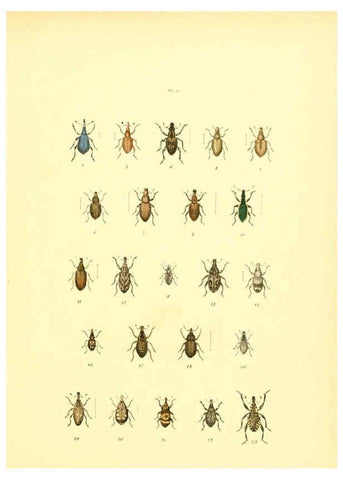 Reproducción/Reproduction 6008159817: Musée entomologique illustré t.1 Paris :Rothschild,1876-1878
