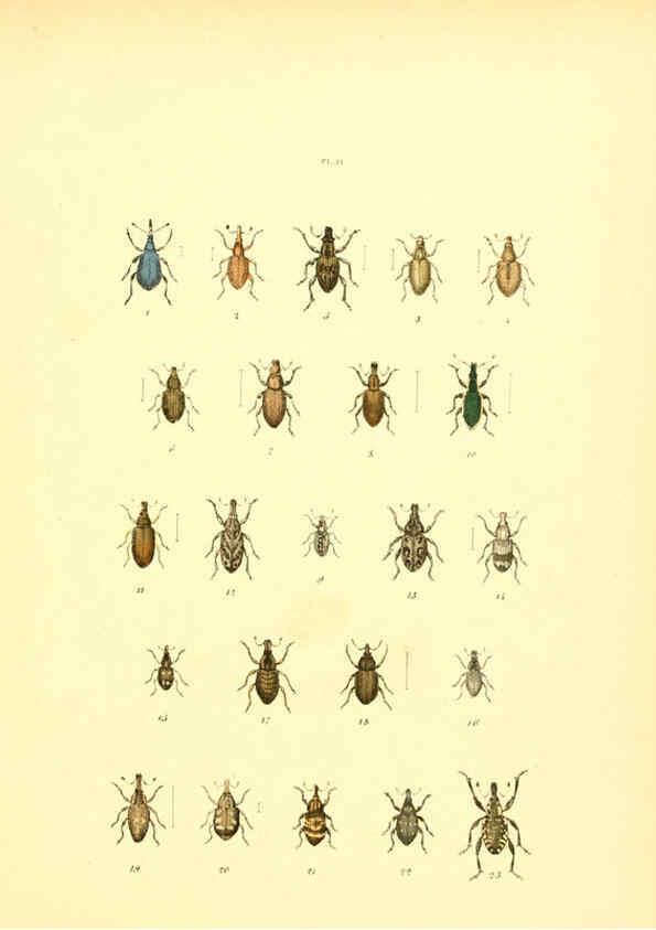 Reproducción/Reproduction 6008159817: Musée entomologique illustré t.1 Paris :Rothschild,1876-1878