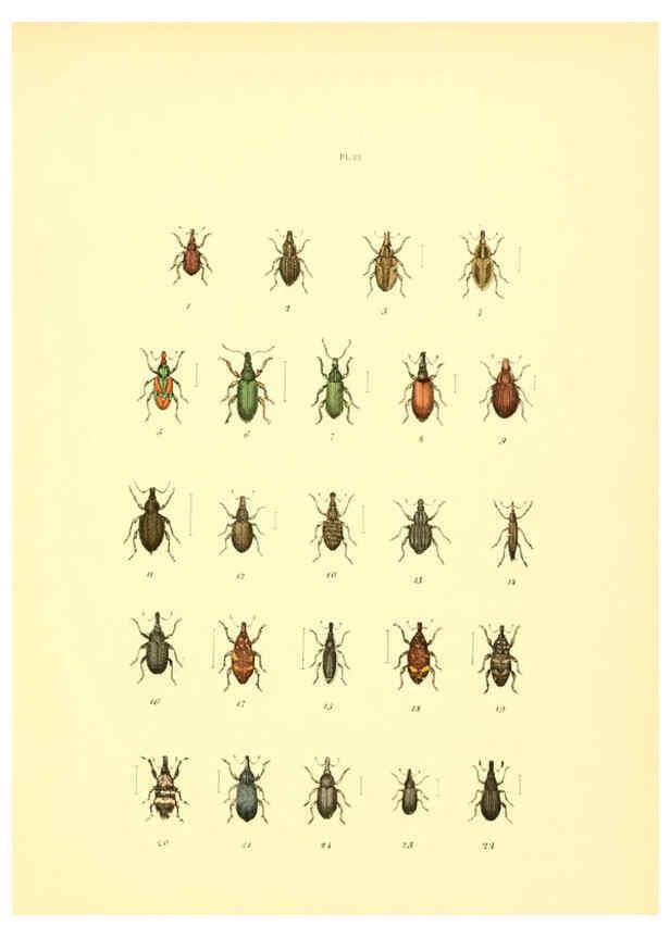 Reproducción/Reproduction 6008160071: Musée entomologique illustré t.1 Paris :Rothschild,1876-1878