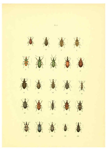 Reproducción/Reproduction 6008160071: Musée entomologique illustré t.1 Paris :Rothschild,1876-1878
