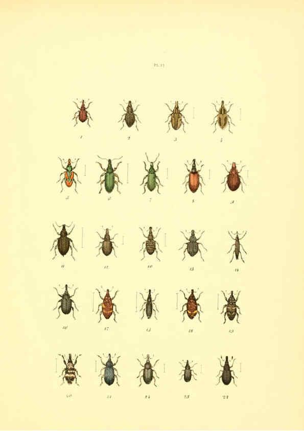 Reproducción/Reproduction 6008160071: Musée entomologique illustré t.1 Paris :Rothschild,1876-1878