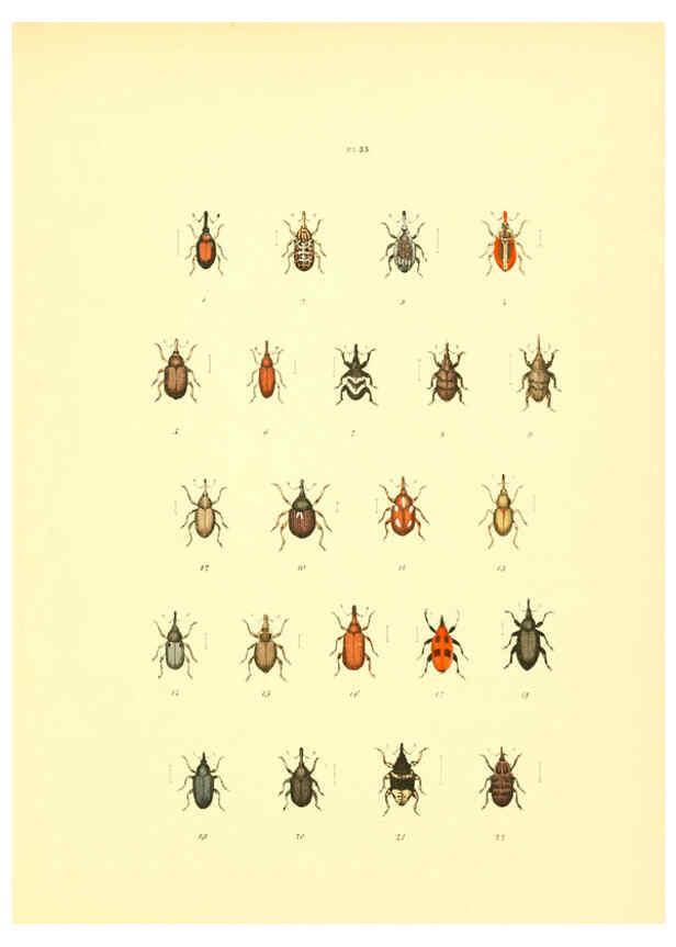 Reproducción/Reproduction 6008707624: Musée entomologique illustré t.1 Paris :Rothschild,1876-1878