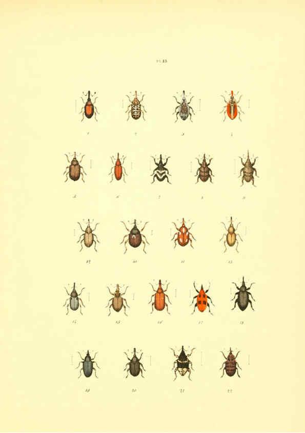 Reproducción/Reproduction 6008707624: Musée entomologique illustré t.1 Paris :Rothschild,1876-1878