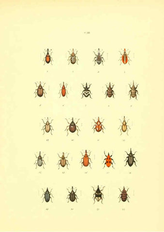 Reproducción/Reproduction 6008707624: Musée entomologique illustré t.1 Paris :Rothschild,1876-1878