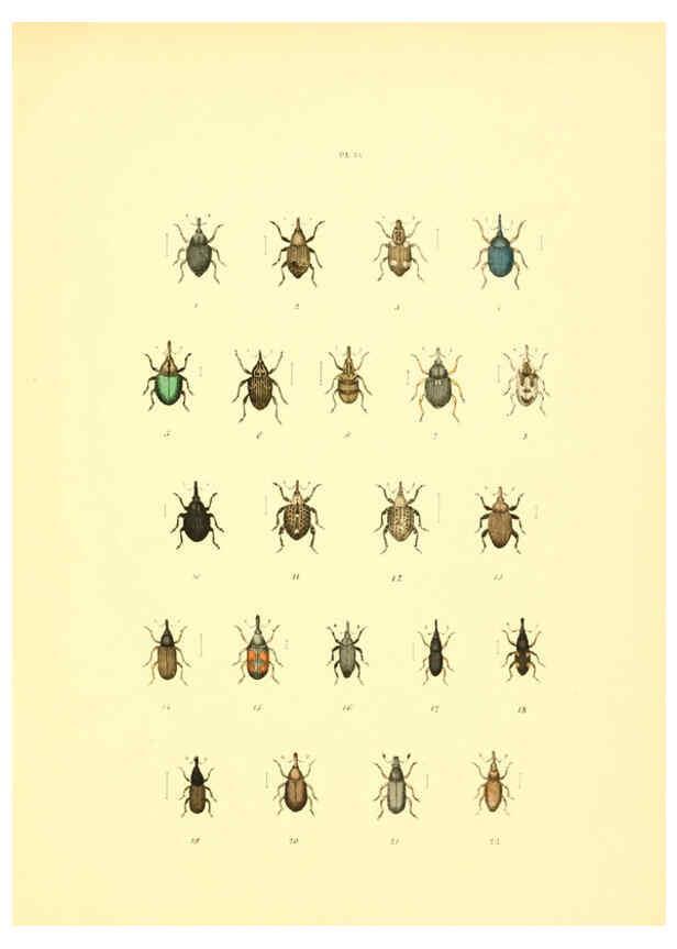 Reproducción/Reproduction 6008707844: Musée entomologique illustré t.1 Paris :Rothschild,1876-1878