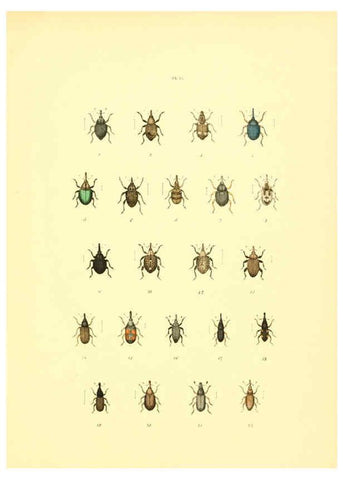 Reproducción/Reproduction 6008707844: Musée entomologique illustré t.1 Paris :Rothschild,1876-1878