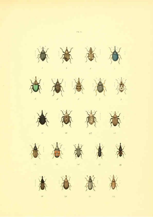 Reproducción/Reproduction 6008707844: Musée entomologique illustré t.1 Paris :Rothschild,1876-1878
