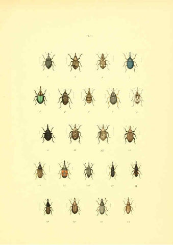 Reproducción/Reproduction 6008707844: Musée entomologique illustré t.1 Paris :Rothschild,1876-1878