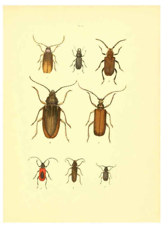 Reproducción/Reproduction 6008708032: Musée entomologique illustré t.1 Paris :Rothschild,1876-1878