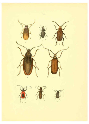 Reproducción/Reproduction 6008708032: Musée entomologique illustré t.1 Paris :Rothschild,1876-1878