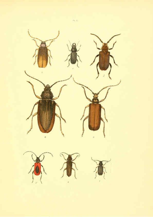 Reproducción/Reproduction 6008708032: Musée entomologique illustré t.1 Paris :Rothschild,1876-1878