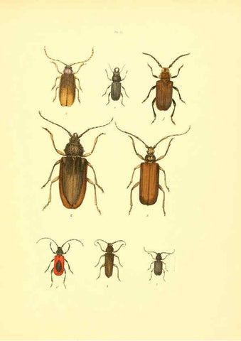 Reproducción/Reproduction 6008708032: Musée entomologique illustré t.1 Paris :Rothschild,1876-1878