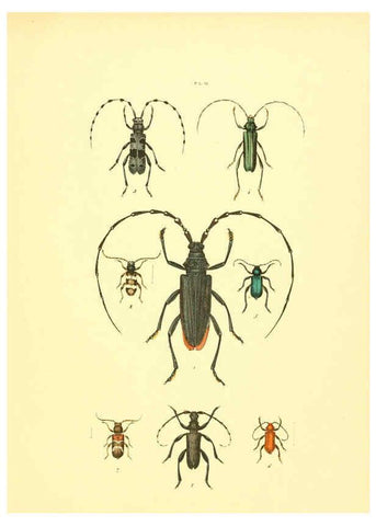 Reproducción/Reproduction 6008160995: Musée entomologique illustré t.1 Paris :Rothschild,1876-1878