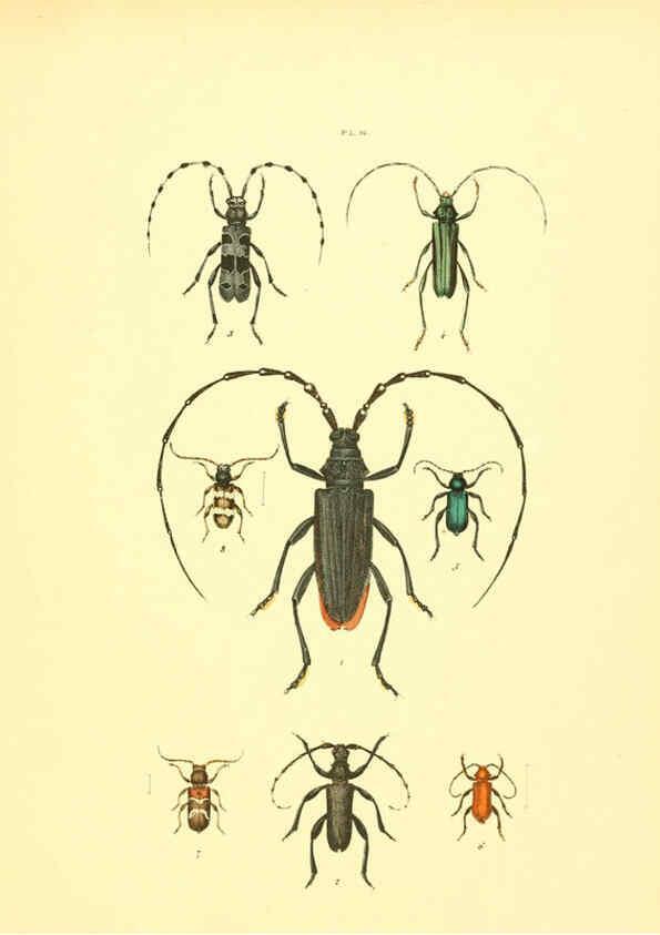 Reproducción/Reproduction 6008160995: Musée entomologique illustré t.1 Paris :Rothschild,1876-1878