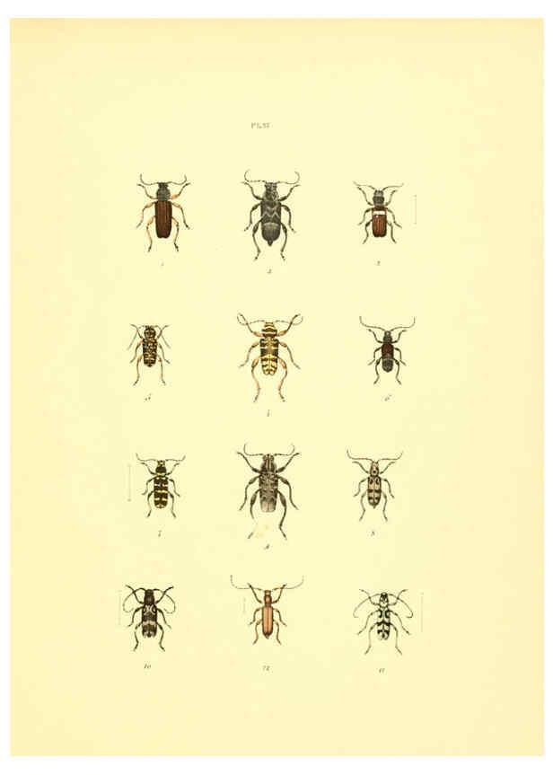 Reproducción/Reproduction 6008161421: Musée entomologique illustré t.1 Paris :Rothschild,1876-1878