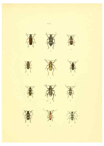Reproducción/Reproduction 6008161421: Musée entomologique illustré t.1 Paris :Rothschild,1876-1878