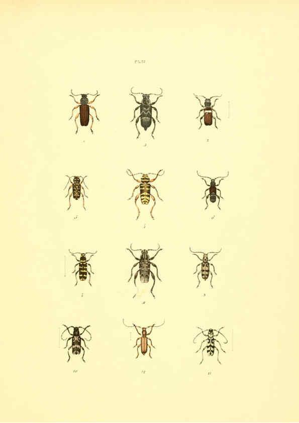 Reproducción/Reproduction 6008161421: Musée entomologique illustré t.1 Paris :Rothschild,1876-1878