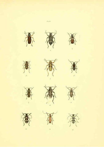 Reproducción/Reproduction 6008161421: Musée entomologique illustré t.1 Paris :Rothschild,1876-1878